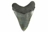 Fossil Megalodon Tooth - South Carolina #168136-1